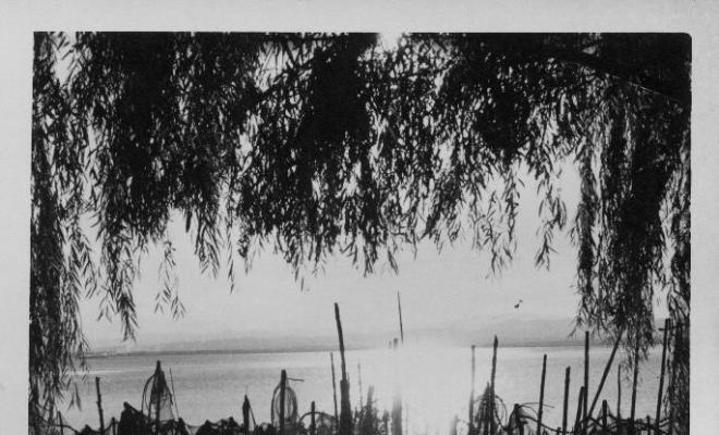 Vista de l'Albufera de València entre les canyes