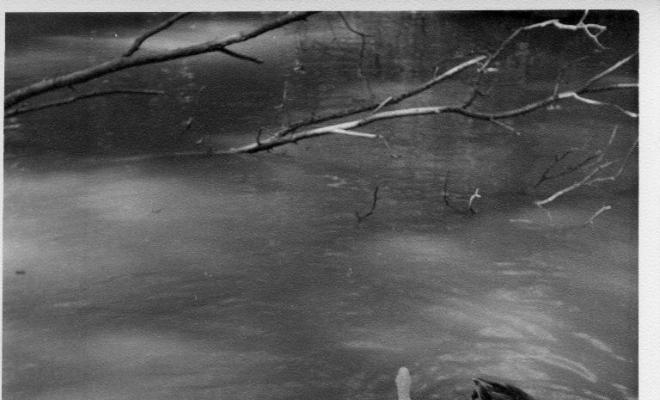 Ànecs nedant en una bassa del Monasterio de Piedra