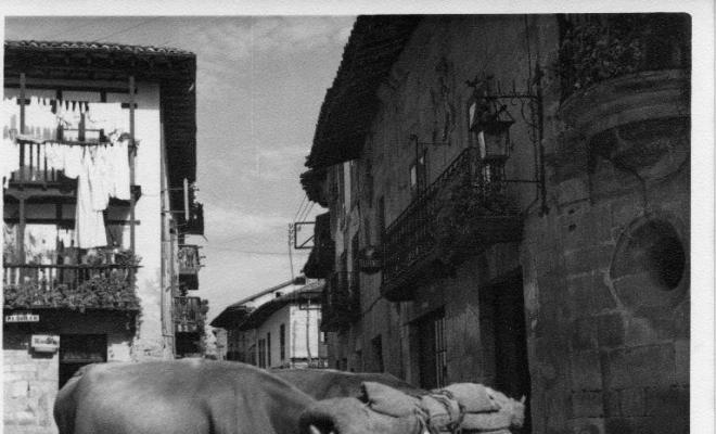 Dos bous junyits a Santillana del Mar (Cantàbria)