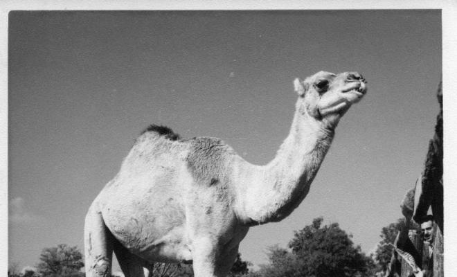 Dromedari al zoològic del Retiro de Madrid