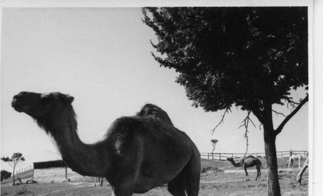 Dromedari al zoològic del Retiro de Madrid