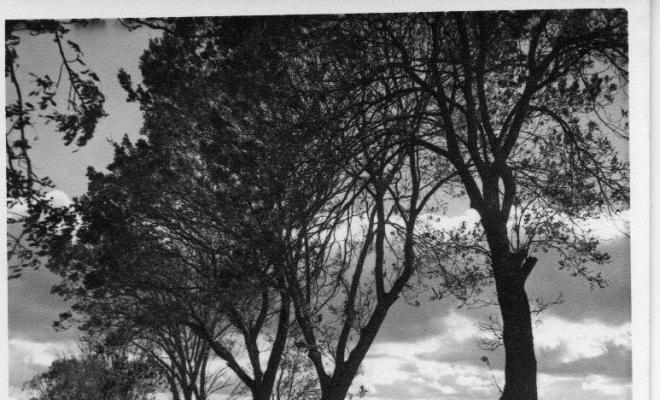 Arbres que hi ha a la vora de la carretera de Madrid a Segòvia