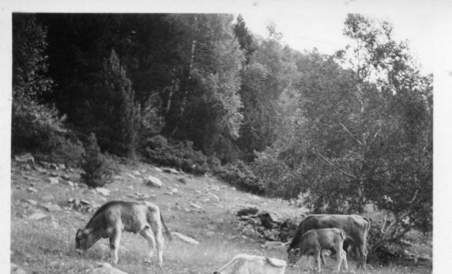 Vaques i vedells a la zona de l'estany de Sant Maurici
