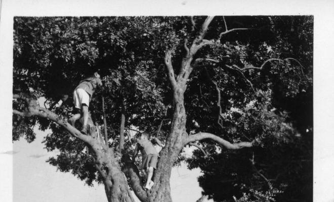 Tres nens jugant al voltant d'un arbre a Viladrau (Osona)