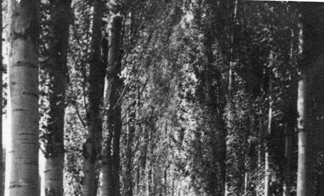 Retrat de tres dones dretes en un bosc
