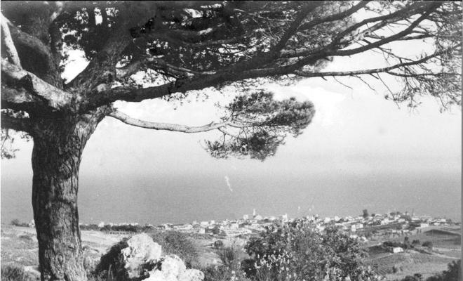 Vista del Masnou des d'un punt elevat on hi ha un pi