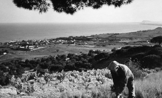 Un home treballant una vinya i perspectiva del Masnou