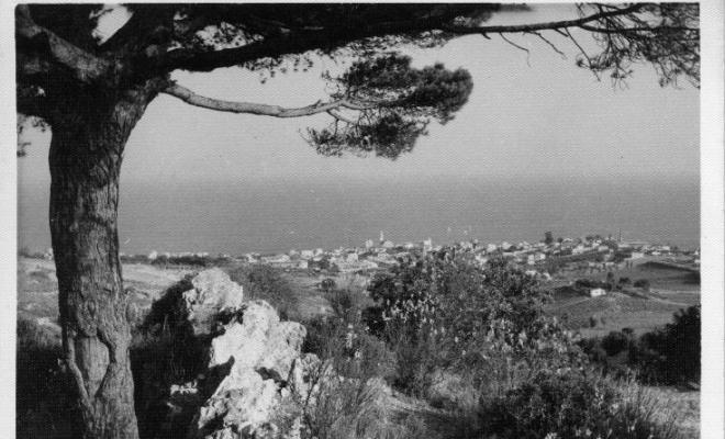 Muntatge amb dues fotografies una d'una barca i l'altra d'un pi