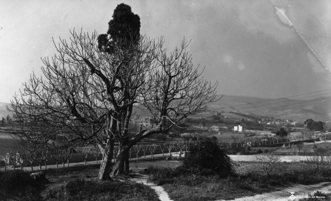 Perspectiva d'uns camps de conreu