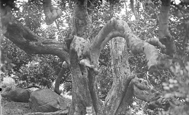 Quatre nens en un bosc amb un gos