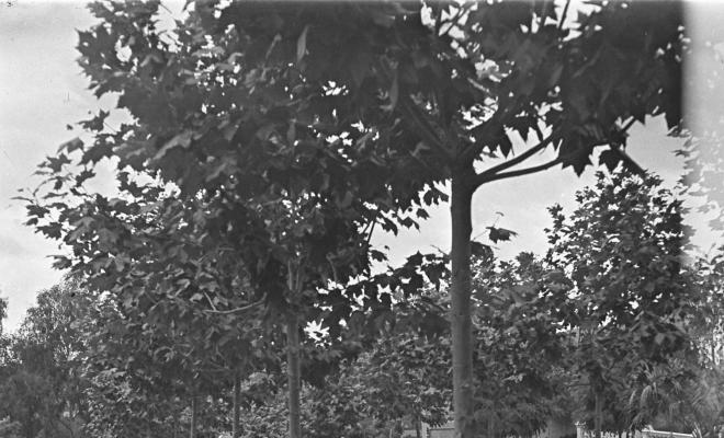 Vista del jardí Villa Montevideo