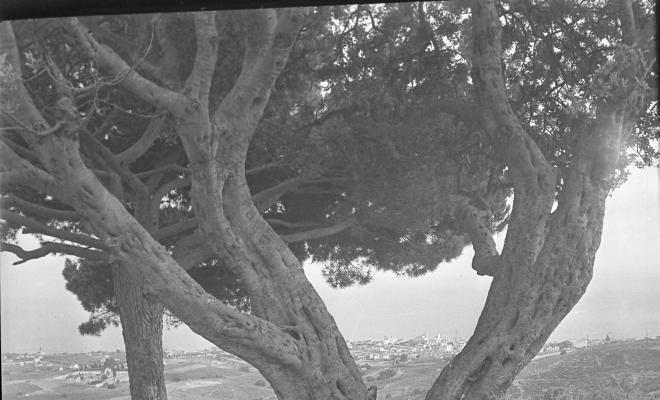 Imatge d'un arbre