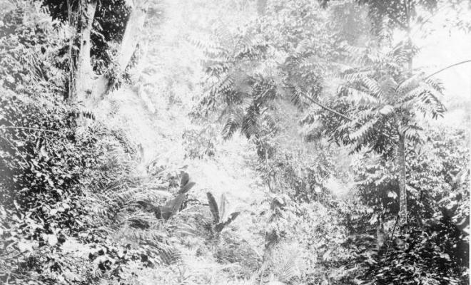 Salvador Millet Villà amb altres homes a la selva