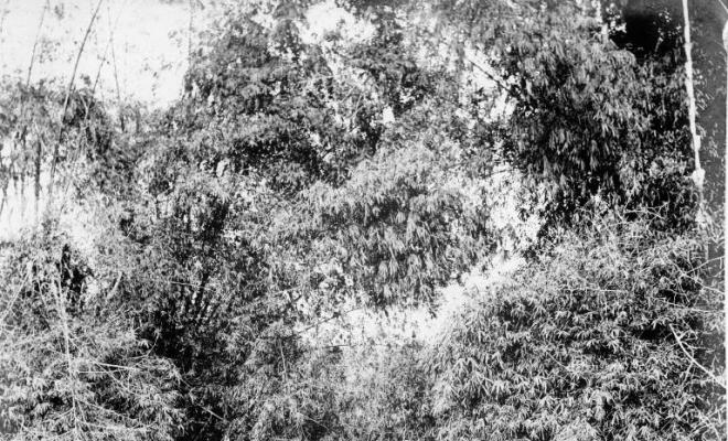 Salvador Millet Villà i altres a la selva