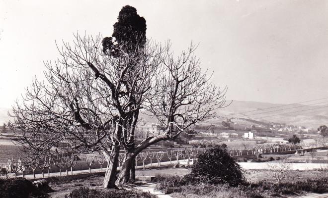 Camps per la riera d'Alella