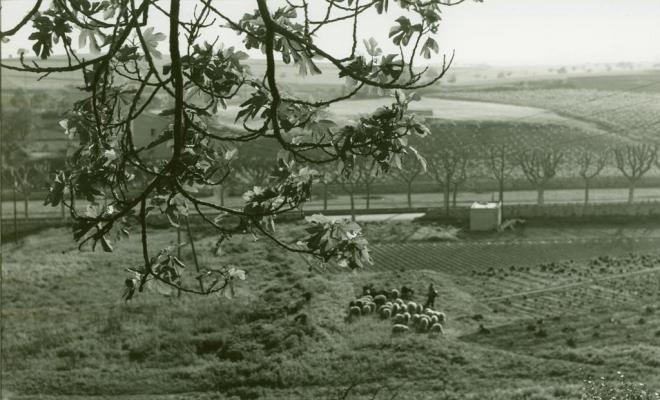 Vista d'uns camps i un ramat de bens
