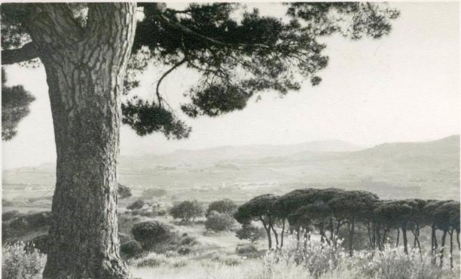 Vista d'una pineda