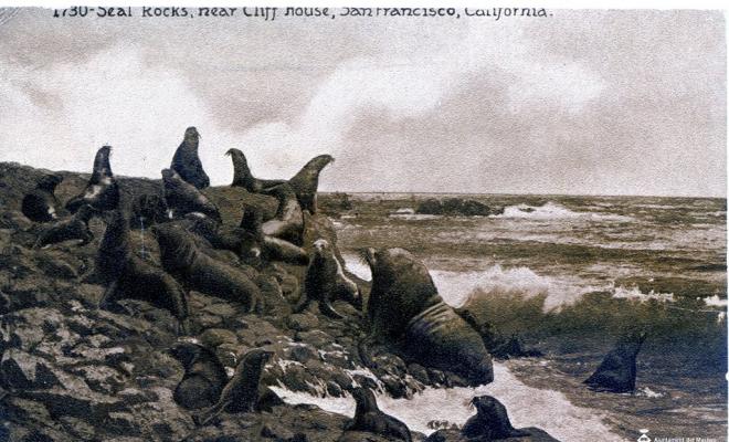 1730 Seal rocks, near Cliff House, San Francisco California