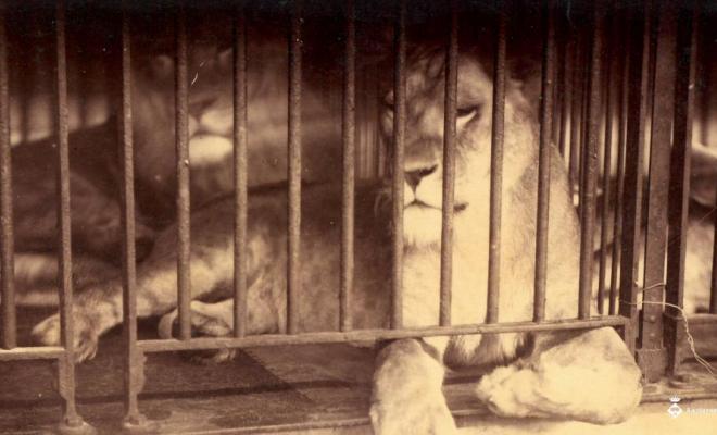 Lleó del zoo de Barcelona