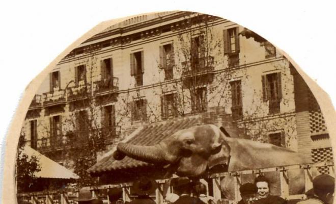 Elefant a un carrer de Barcelona