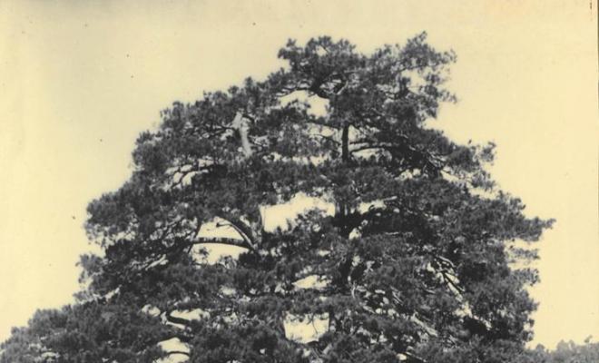 Arbre a Berga
