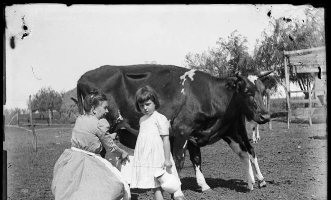 Una dona muny una vaca amb una nena al seu costat