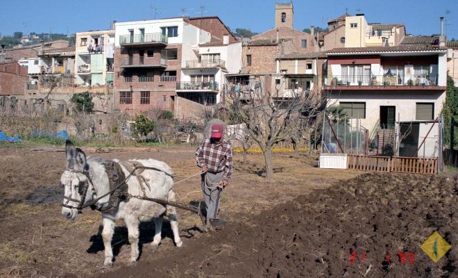 Josep Planas llaurant l'hort amb el seu ruc