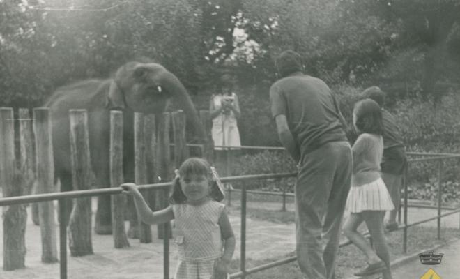 Rosa Ollé Planas al zoo de Barcelona davant un elefant