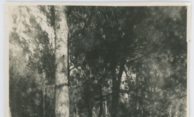 Retrat familiar en mig del bosc