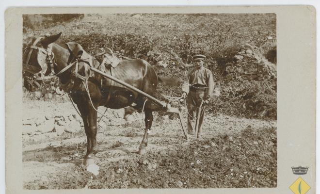 Pasqual Ollé Obiols amb un cavall llaurant el camp