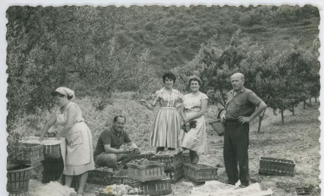 Grup d'homes i dones encaixant préssecs a un camp