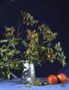 Natura morta amb branques d'un arbre en un gerro i unes pomes