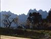 La muntanya de Montserrat amb uns ametllers florits en primer terme