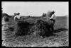Segadors apilant garbes de blat als camps del rodal de Can Feu. Sabadell