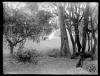 Bosc de Can Feu. Sabadell