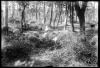 Bosc de Can Feu. Sabadell