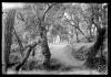 Bosc de Can Feu. Sabadell
