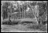 Bosc de Can Feu. Sabadell