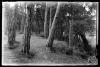 Bosc de Can Feu. Sabadell
