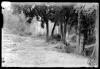 Bosc de Can Feu. Sabadell