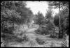 Camí rodat a l'interior del bosc de Can Feu. Sabadell
