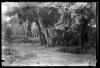 Bosc de Can Feu, damunt la font. Sabadell