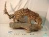 0580-Animal dissecat - geneta
