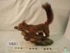 0582-Animal dissecat - esquirol