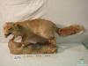 0829-Guilla dissecada