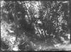 Bosc