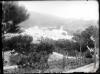 Cartoixa de Montalegre