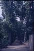 Arbres a la ciutat