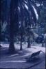 Arbres a la ciutat
