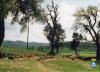Ofrena floral a l'Àlbula commemorativa del 150è aniversari del naixement de Verdaguer